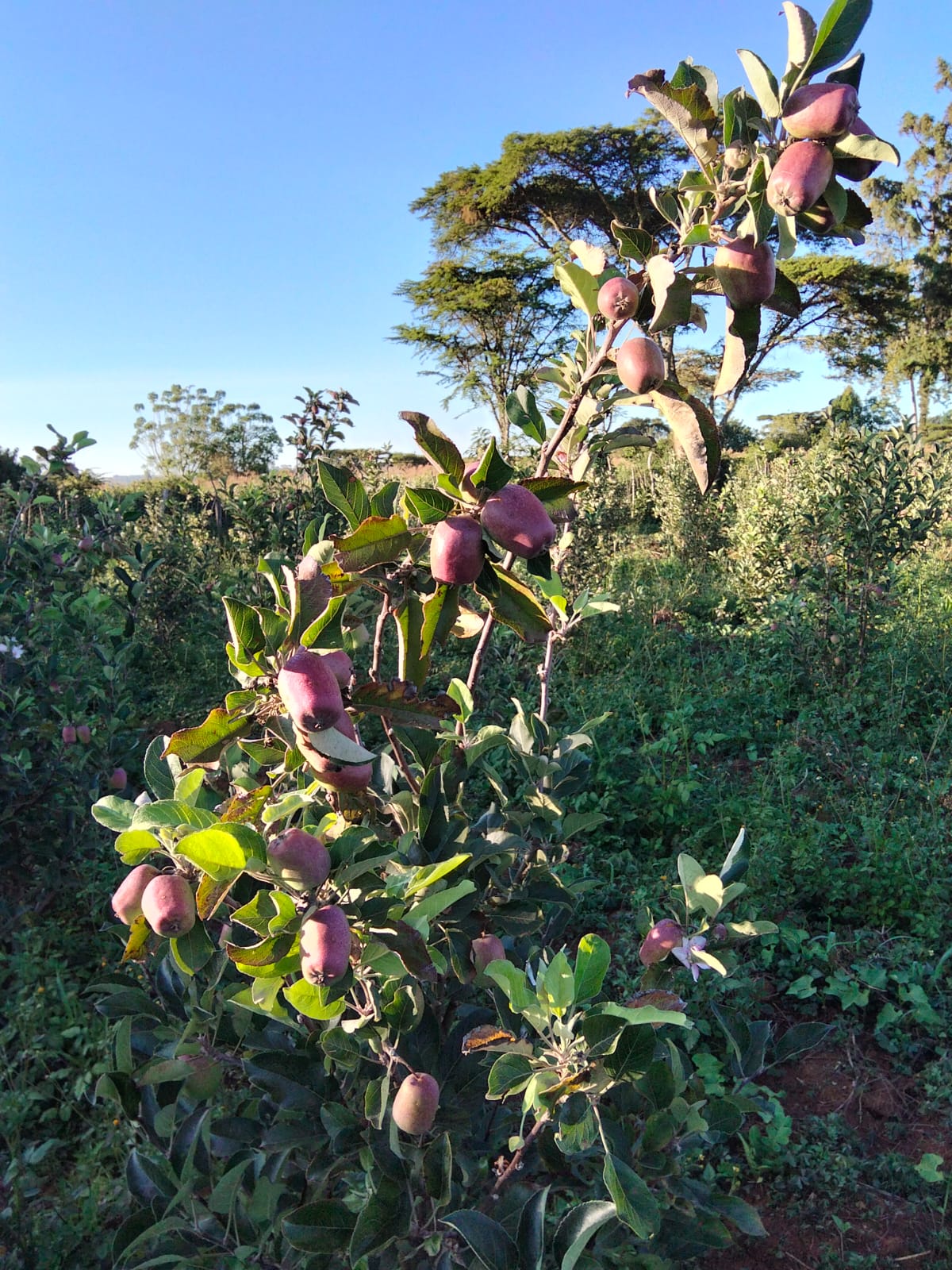 Apple branches