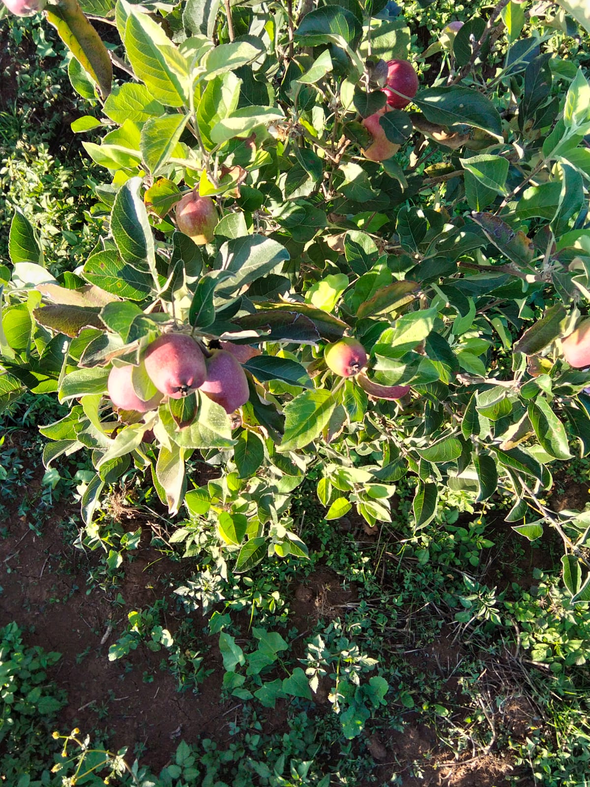 Orchard rows